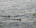 Deer-Swimin-001.jpg (198149 bytes)