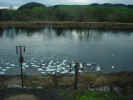 Swans Galore 016.jpg (221734 bytes)